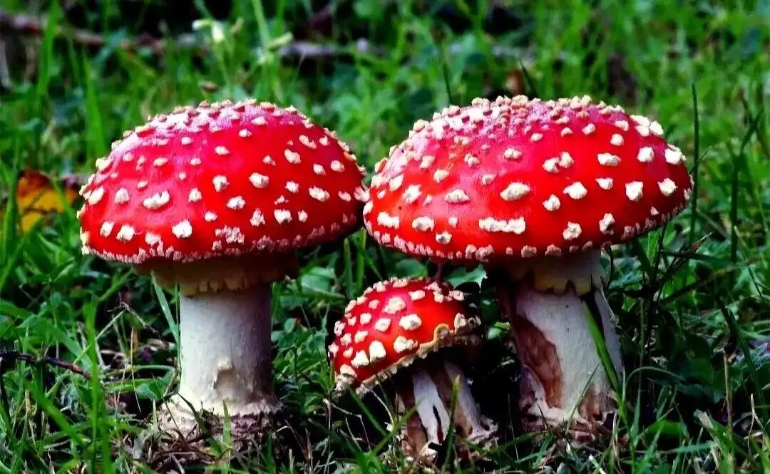 安全饮食保健康——警惕野菜、野生菌、野蜂蜜中毒